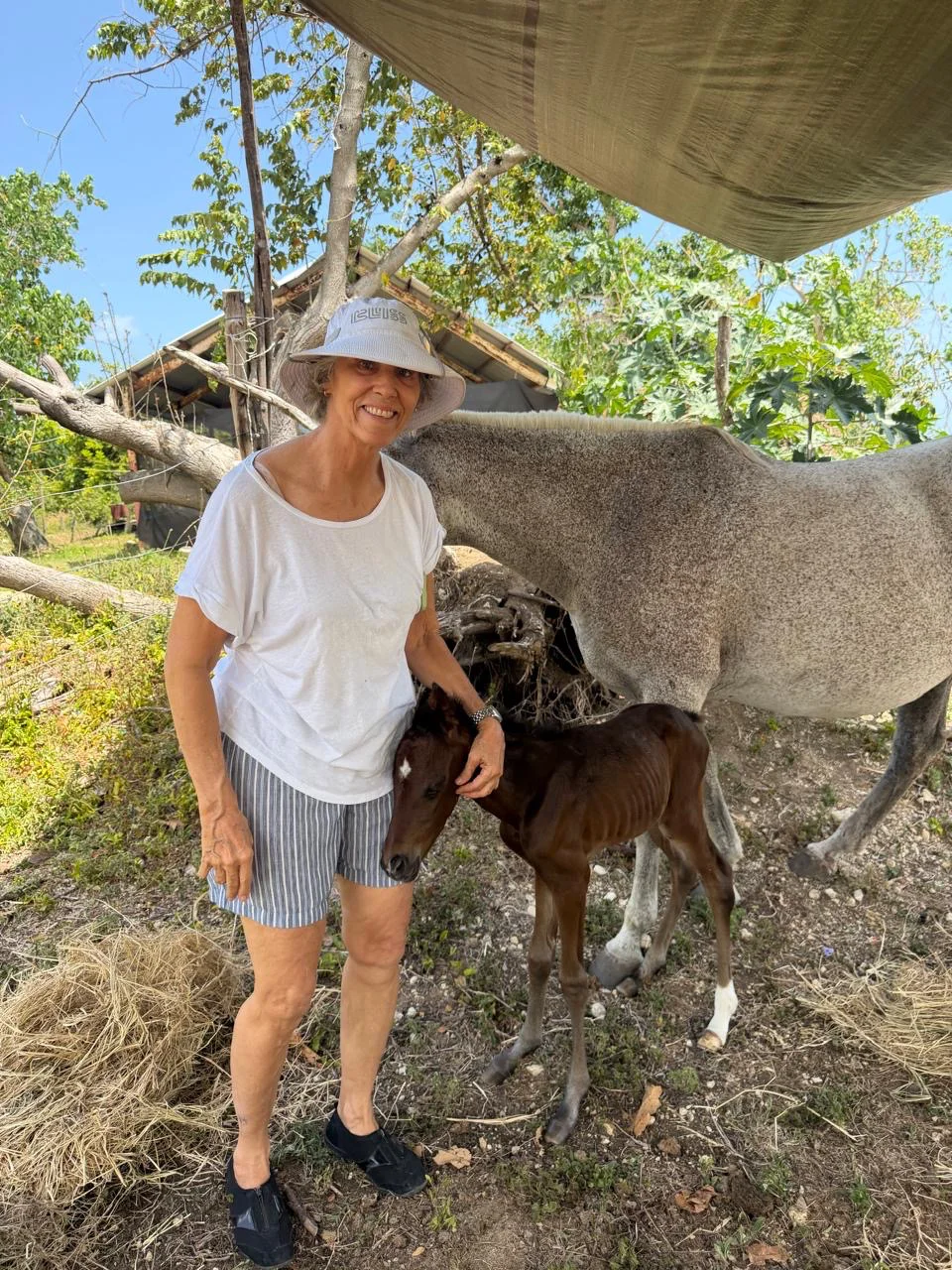 Lesley is at her farm with her newly born foal. 